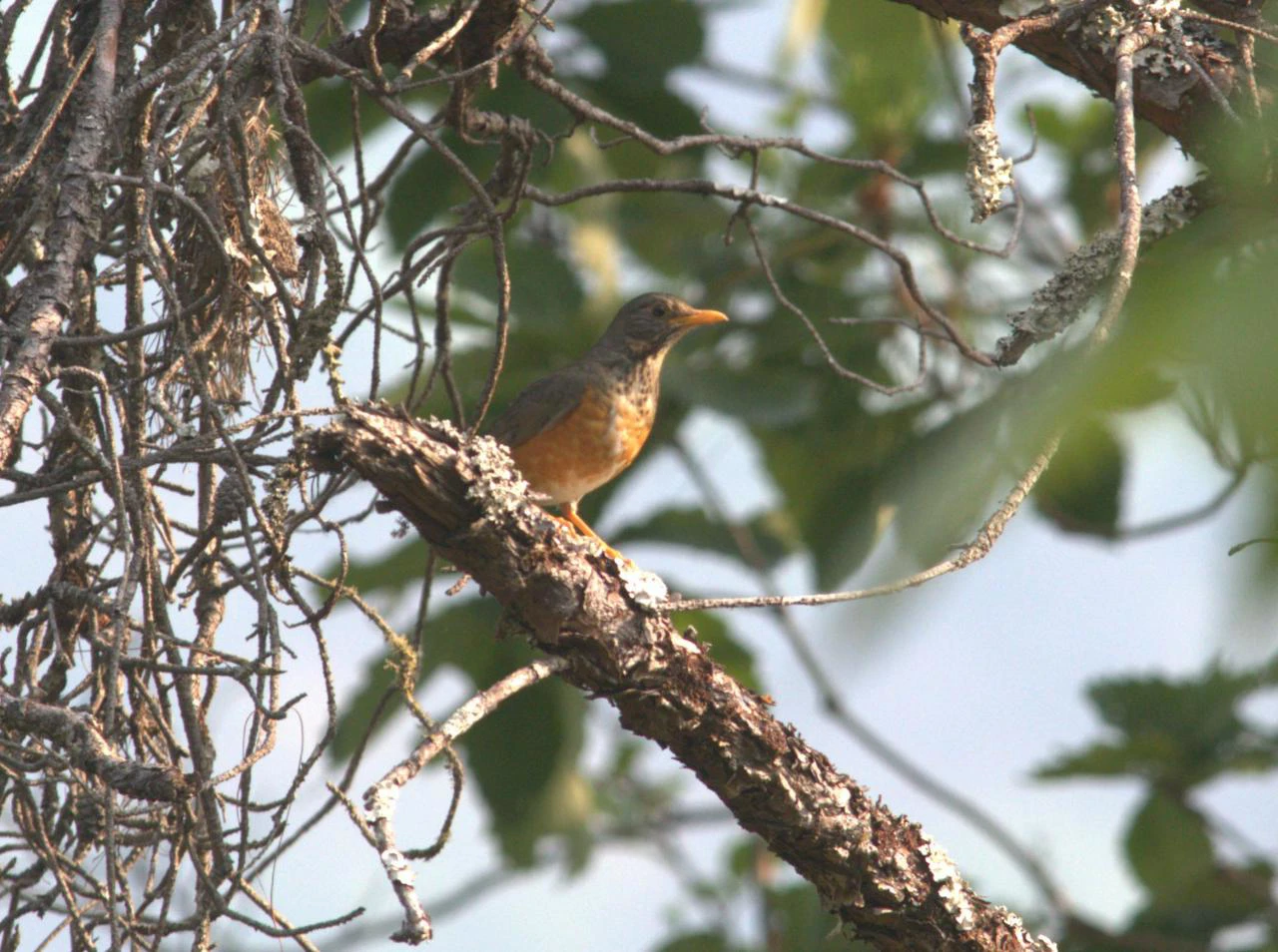 Ukhrul bird census 