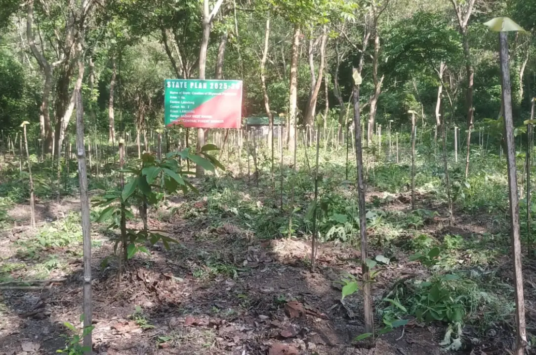 Miyawaki Plantation