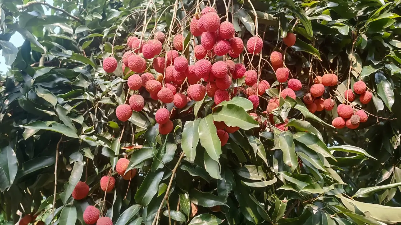 Tezpur GI tagged Litchi