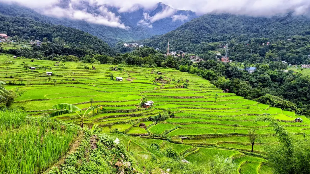 Nagaland Terrace Farming