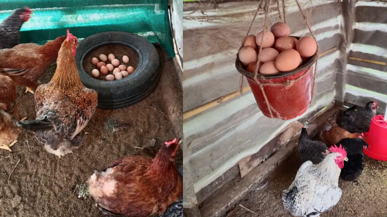 Nagaland University’s Backyard Poultry Project