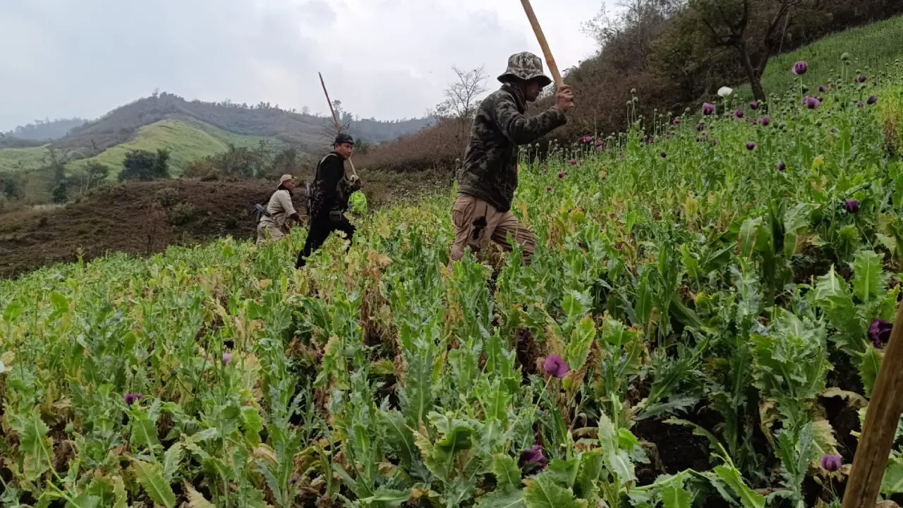 SF Destroy Illegal Poppy Farm