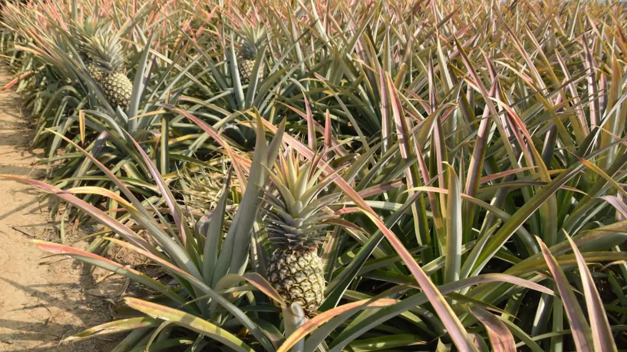  Strategies for Sustainable Pineapple Farming