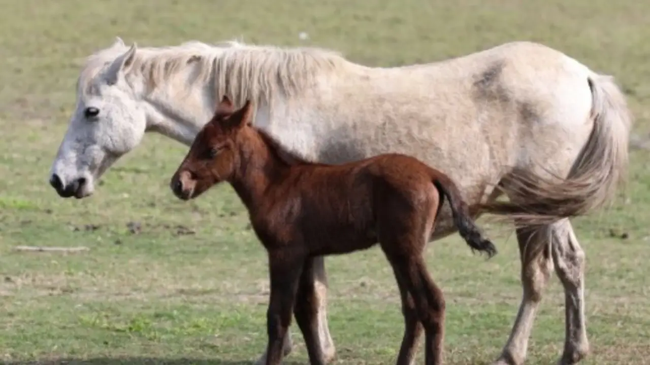 Surra Confirmed in Manipuri Ponies in Kakching